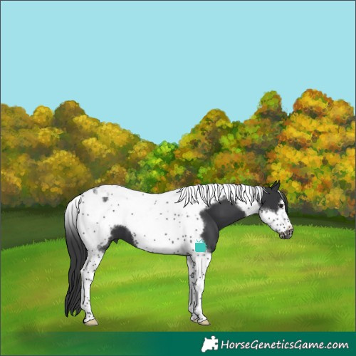Horse Color:Black Tobiano Frame