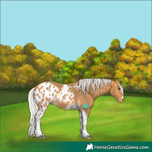 Horse Color:Silver Buckskin Tobiano Skewed LP Spotted 