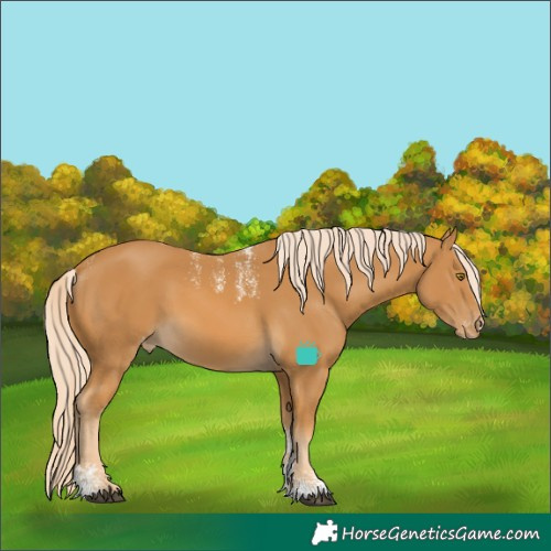 Horse Color:Powder White Palomino Skewed LP Spotted 
