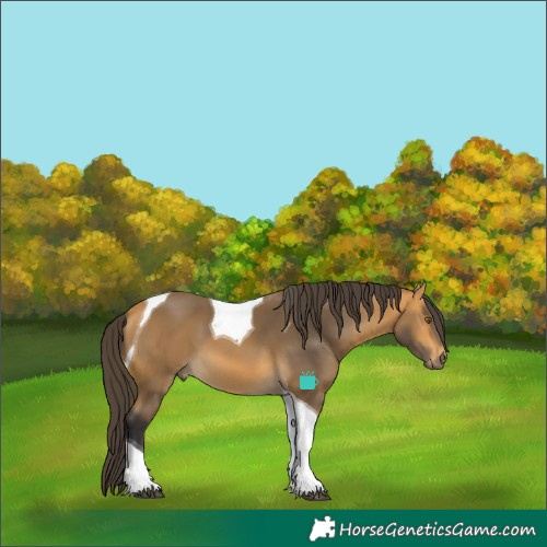 Horse Color:Buckskin Tobiano