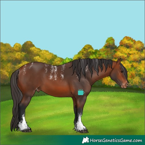 Horse Color:Powder White Bay Skewed LP Spotted