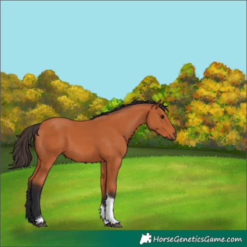 Horse Color:Bay Tobiano