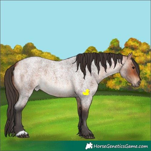 Horse Color:Bay Roan 