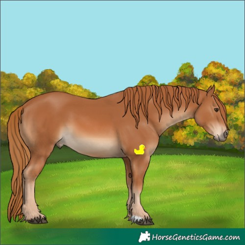 Horse Color:Chestnut 