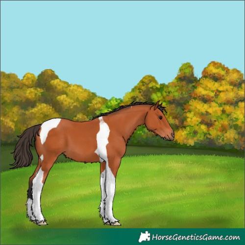 Horse Color:Bay Tobiano 