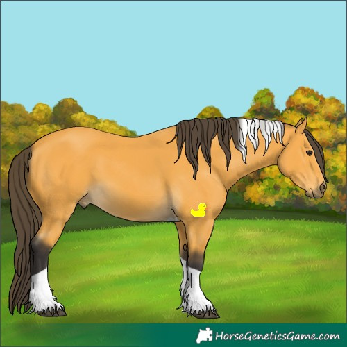 Horse Color:Buckskin Tobiano 