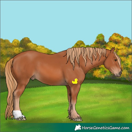 Horse Color:Chestnut 