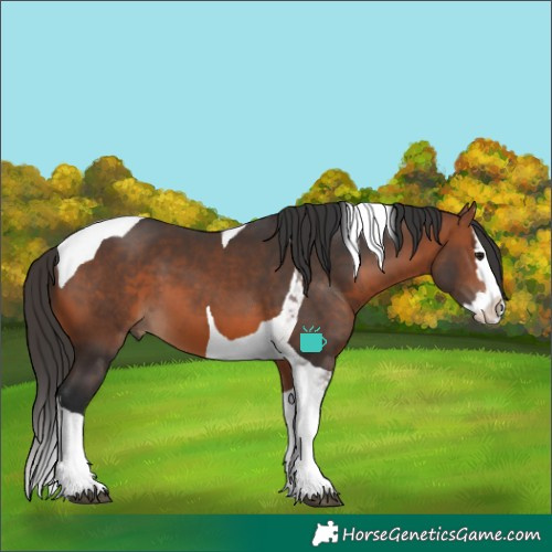 Horse Color:Bay Splash Tobiano 