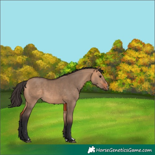 Horse Color:Bay Dun 