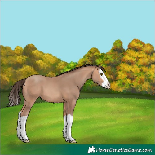 Horse Color:Amber Champagne Splash 