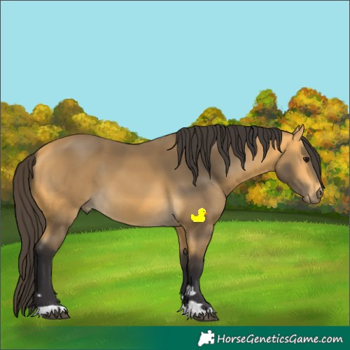 Horse Color:Buckskin