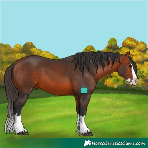 Horse Color:Bay Splash