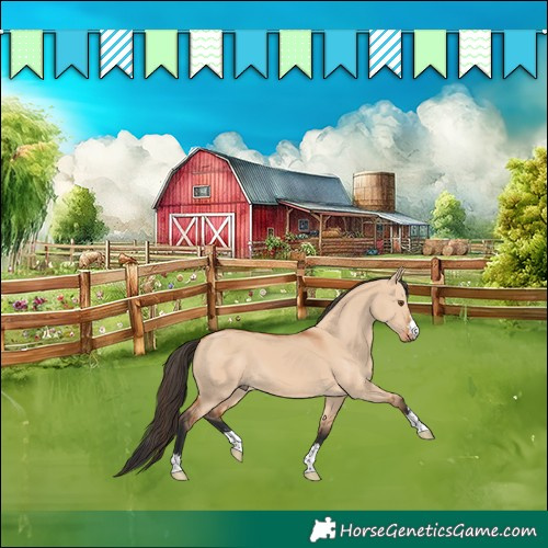 Horse Color:Bay Dun 