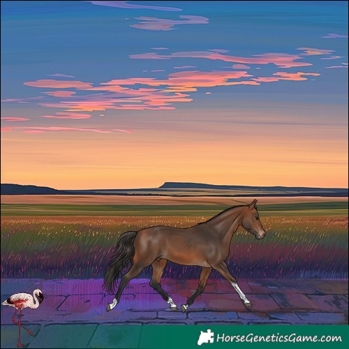 Horse Color:Bay Tobiano 