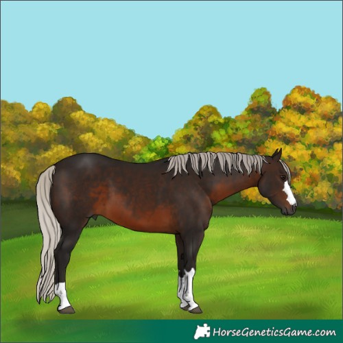 Horse Color:Gray Silver Brown 