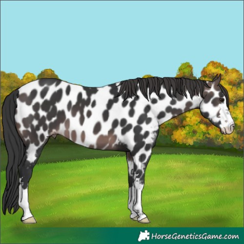 Horse Color:Platinum Brown Near Leopard 