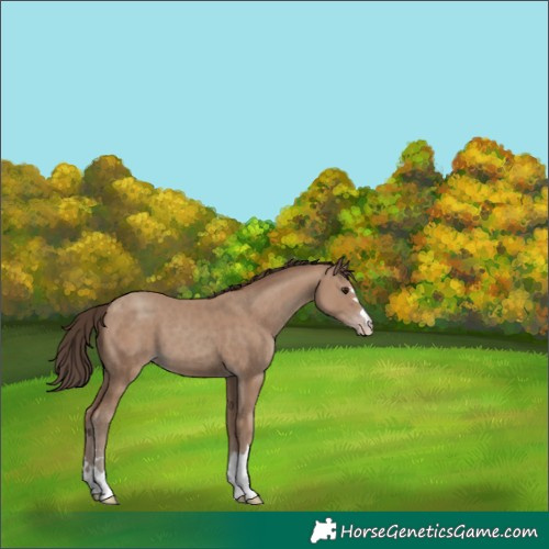 Horse Color:Classic Champagne 