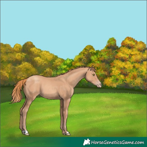 Horse Color:Gold Champagne