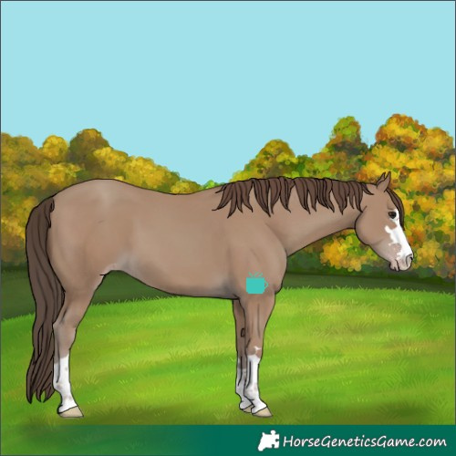 Horse Color:Classic Champagne 