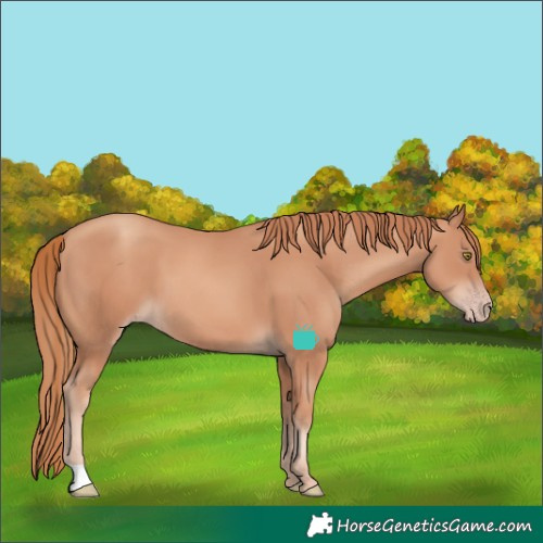 Horse Color:Gold Champagne