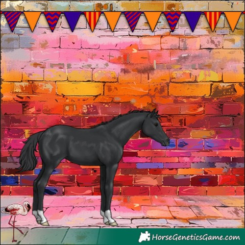 Horse Color:Black 