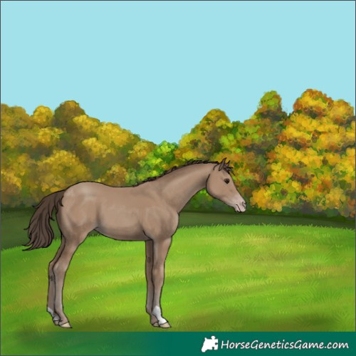 Horse Color:Classic Champagne