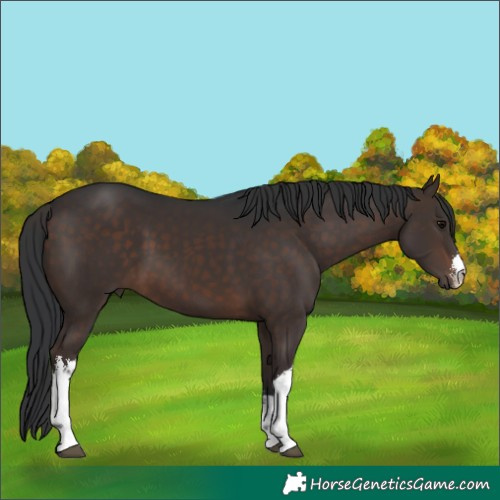 Horse Color:White Spotted Brown 