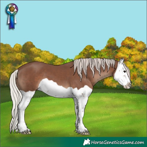 Horse Color:Silver Black Splash 
