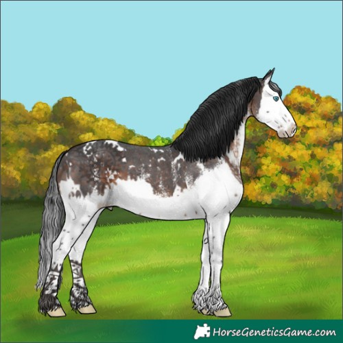 Horse Color:White Spotted Brown Splash