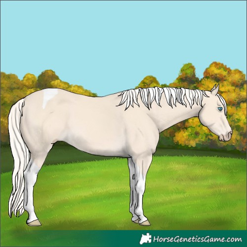 Horse Color:Cremello Tobiano