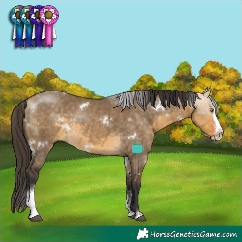 Horse Color:White Spotted Buckskin Dun Sabino Splash Rabicano