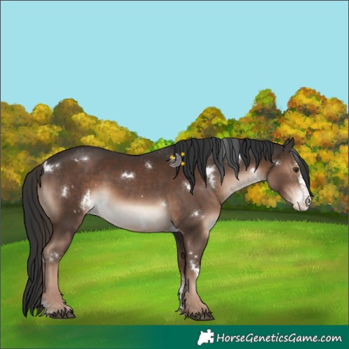 Horse Color:White Spotted Liver Chestnut Sabino Varnish 