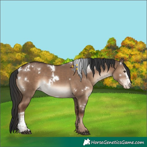 Horse Color:White Spotted Liver Red Dun Sabino Varnish