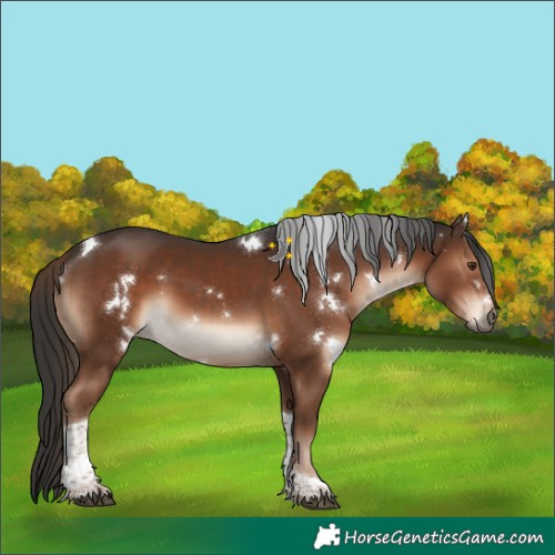 Horse Color:White Spotted Liver Chestnut Tobiano