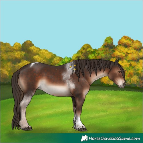 Horse Color:Liver Chestnut Sabino Tobiano
