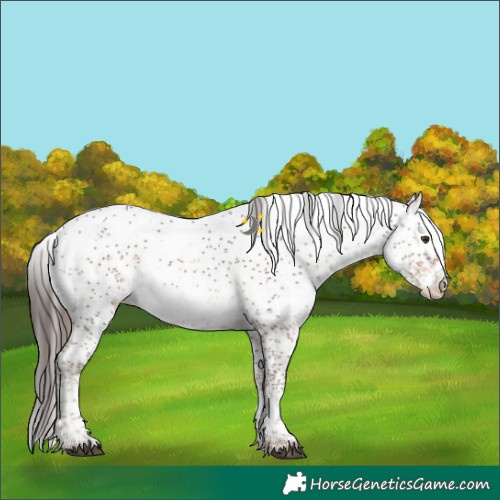 Horse Color:Liver Chestnut Sabino Snowflake Varnish