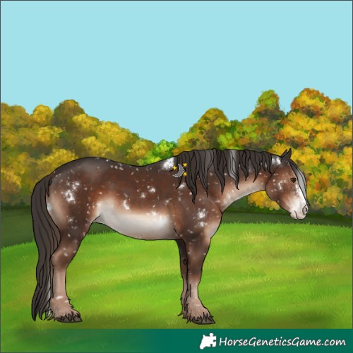 Horse Color:White Spotted Liver Chestnut Sabino Snowflake Varnish 