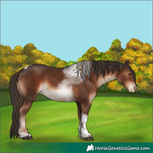 Horse Color:Liver Chestnut Sabino Tobiano Varnish 