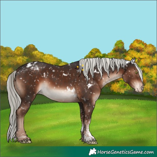 Horse Color:White Spotted Liver Chestnut Mushroom Sabino Snowcap