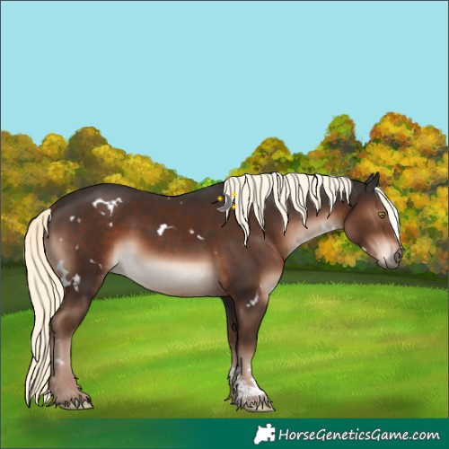 Horse Color:White Spotted Liver Chestnut Mushroom Sabino