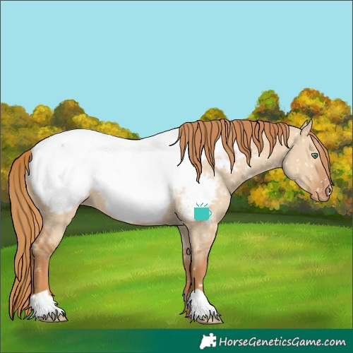 Horse Color:Red Dun Near Fewspot Rabicano