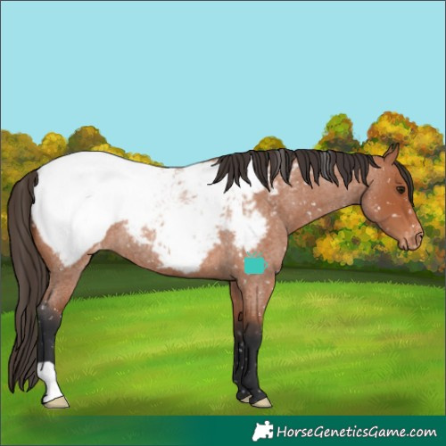 Horse Color:Bay Roan Snowcap Rabicano 
