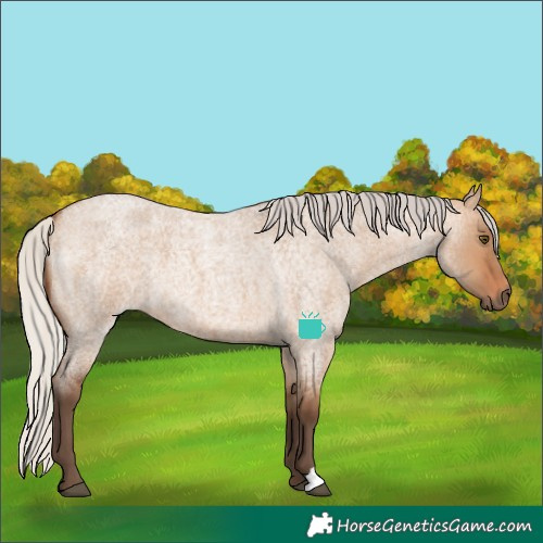 Horse Color:Silver Bay Roan Dun 