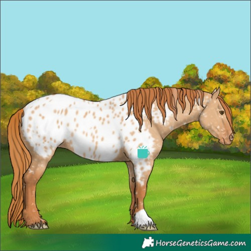 Horse Color:Red Dun Near Leopard Rabicano