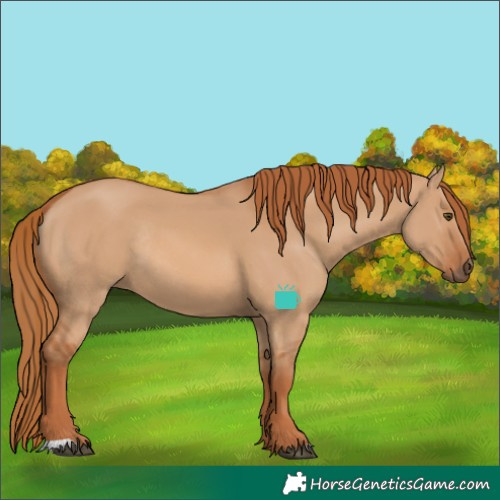 Horse Color:Red Dun Rabicano 