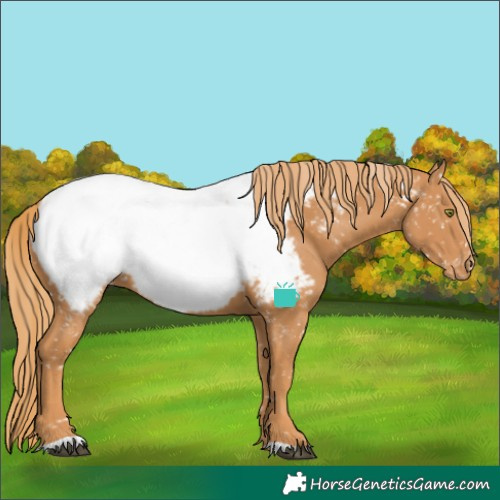 Horse Color:Chestnut Near Fewspot