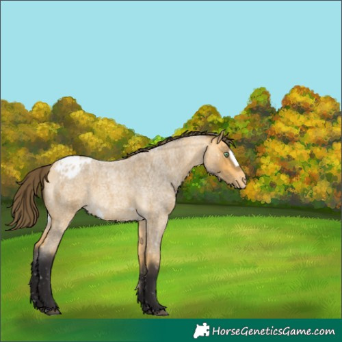 Horse Color:Buckskin Roan Frame Snowflake Varnish Rabicano
