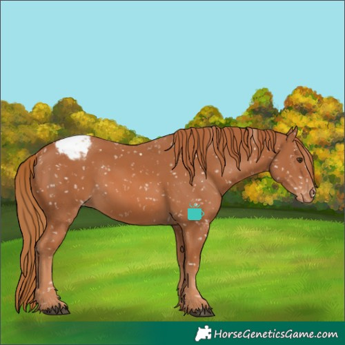 Horse Color:Chestnut Snowflake VarnishRabicano