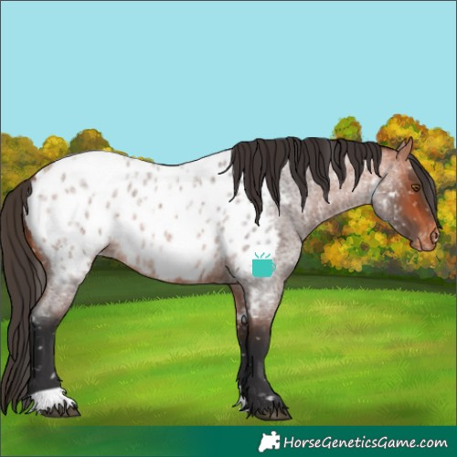 Horse Color:Bay Roan Near Leopard Rabicano 
