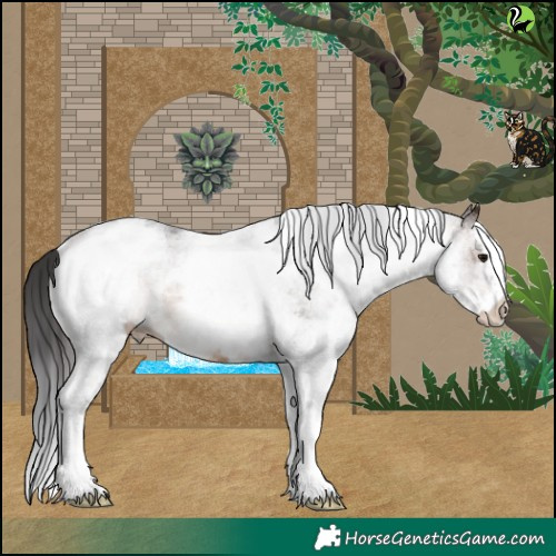 Horse Color:White Spotted Brown 